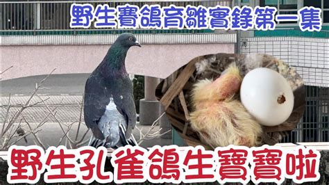 鴿子在家築巢風水 雲南省省會